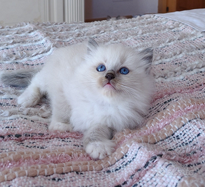 Ragdoll cuccioli