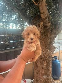 Maltipoo