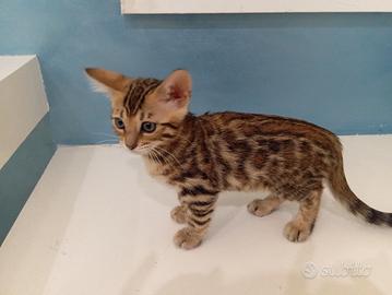 cuccioli gatto bengala 