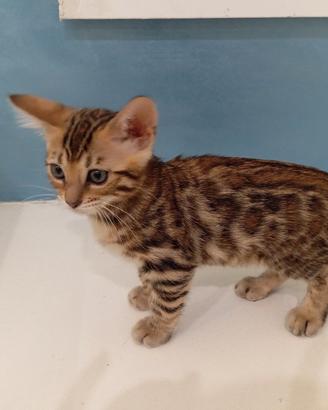 cuccioli gatto bengala 
