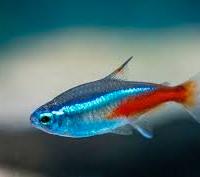 Pesci Neon