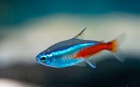 Pesci Neon