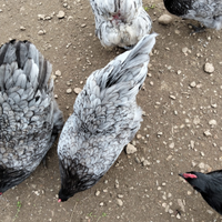 Galline ornamentali Australorp