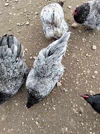 Galline ornamentali Australorp