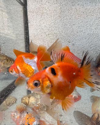 Pesci rossi acquario e laghetto