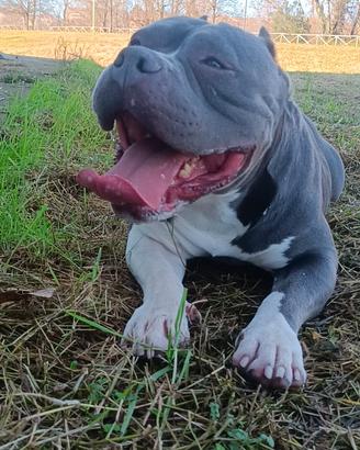 American bully