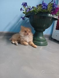 Volpini di Pomerania