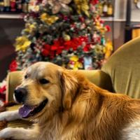 Golden retriever per monta