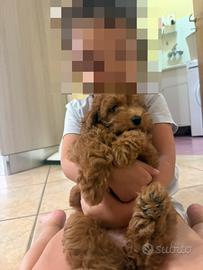 Barboncino toy con pedigree