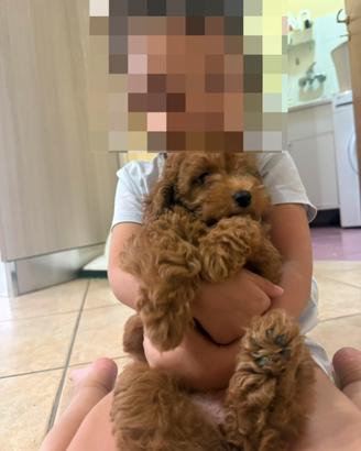 Barboncino toy con pedigree
