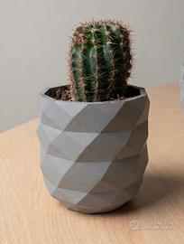 Vaso e pianta  succulenta