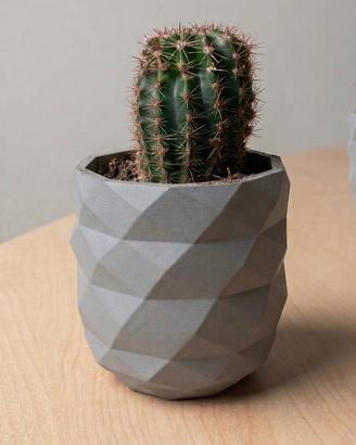 Vaso e pianta  succulenta