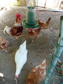Galline