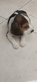 Beagle 2 mesi e mezzo