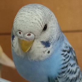Cocorita allevata a mano