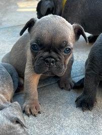 Cuccioli bulldog francese, blu esotici
