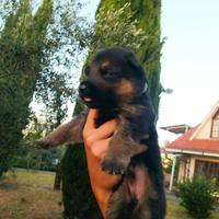 Cuccioli di pastore tedesco