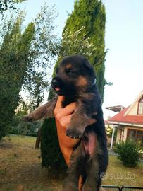 Cuccioli di pastore tedesco