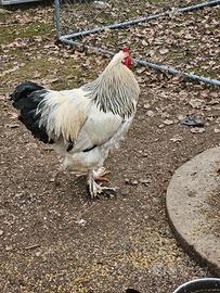 Gallo Brahma 2025