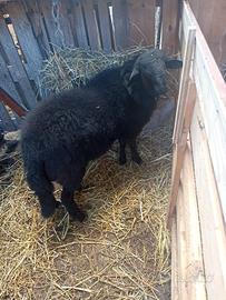 agnello 