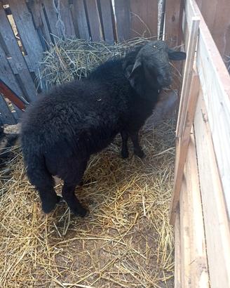 agnello 
