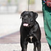 Femmina cane corso