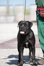 Femmina cane corso