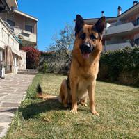 Pastore Tedesco per fidanzata