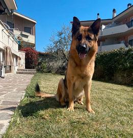 Pastore Tedesco per fidanzata