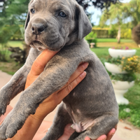 Cuccioli di cane corso con pedegree