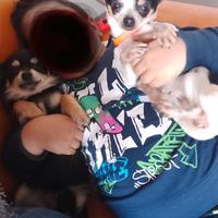 Chihuahua femmine e maschio
