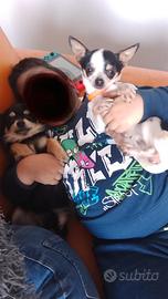 Chihuahua femmine e maschio
