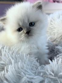 Cuccioli gatto