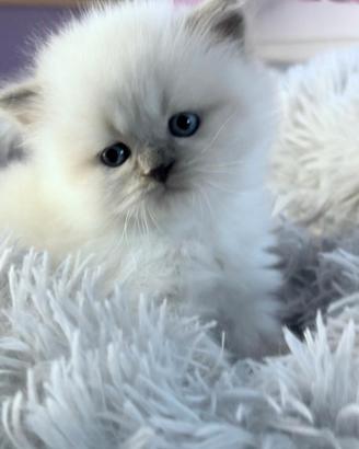 Cuccioli gatto