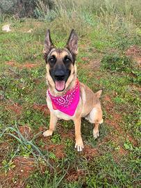 Demiú una cagnolina perfetta