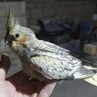 Calopsite allevate a mano