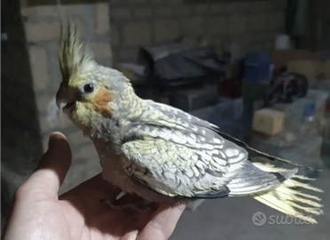 Calopsite allevate a mano