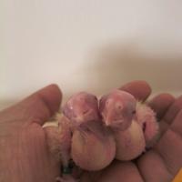 Calopsitte allevate a mano