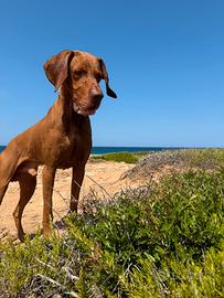 Bracco ungherese vizsla per monta