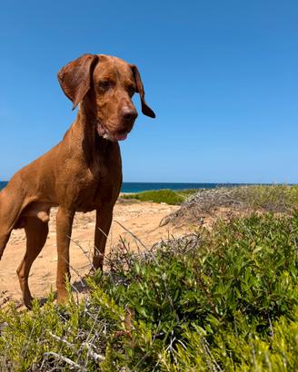 Bracco ungherese vizsla per monta