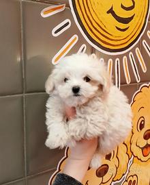 Maltipoo Maschio Mini Toy
