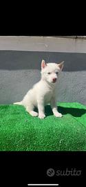Cuccioli di Siberian Husky