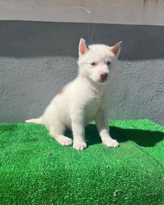 Cuccioli di Siberian Husky