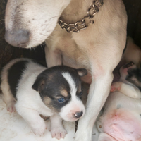 Jack russell terrier