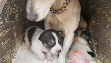 Jack russell terrier