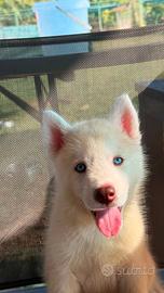 Cuccioli husky