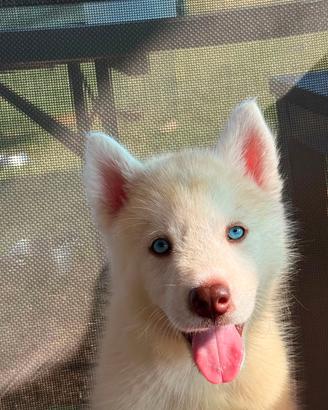 Cuccioli husky