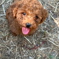 Barboncini toy con pedigree
