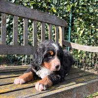 Bovaro del bernese