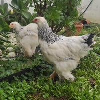 Galline Moroseta, MARANS, Oliver egg, Lekenfelder